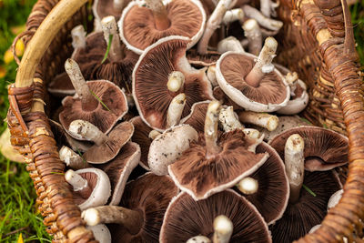 Close-up of mushrooms