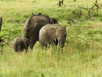 Elephant in a field