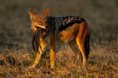 Black-backed jackal stands chewing helmeted guineafowl feathers