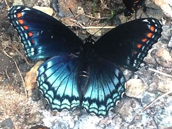 Butterfly on leaf