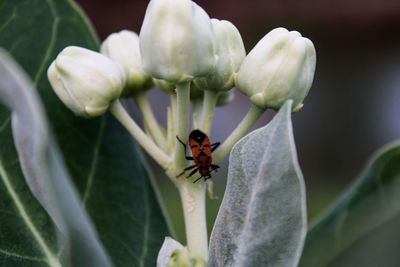 Close-up of insect pollinating on flower