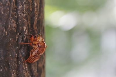 Close-up of insect on tree trunk