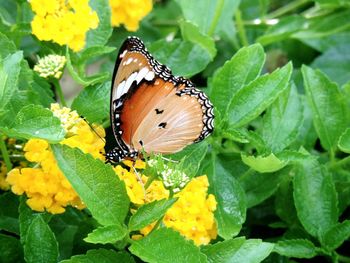 Close-up of butterfly pollinating on yellow flower