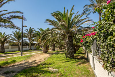 Palm trees in park against clear sky
