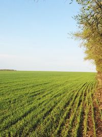 Scenic view of agricultural field against clear sky