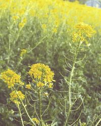 Close-up of yellow flowers