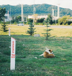 Grass on grassy field