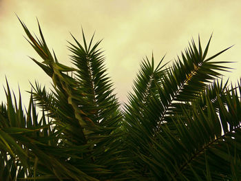 Low angle view of palm tree against sky during sunset