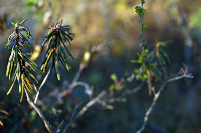 Close-up of plant