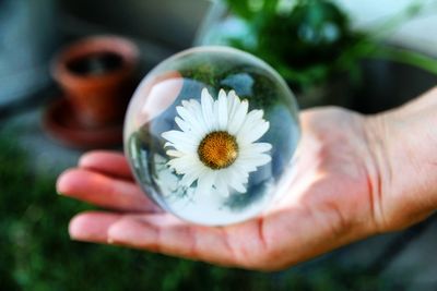 Close-up of hand holding white flower