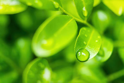 Close-up of raindrops on green leaves