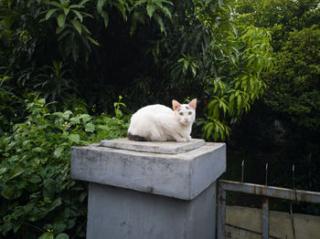 Cat sitting on a tree