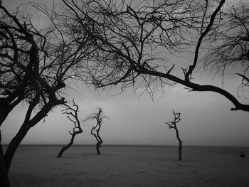 Silhouette tree on beach against sky