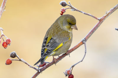 Close-up of bird perching on branch