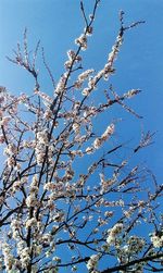 Low angle view of tree against blue sky