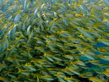 Full frame shot of fish swimming in sea