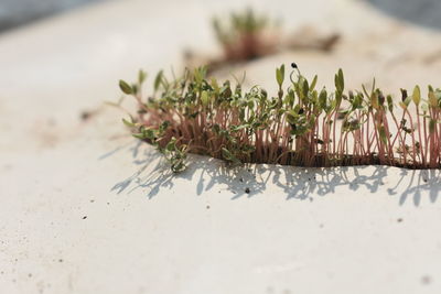 Close-up of plant growing on table