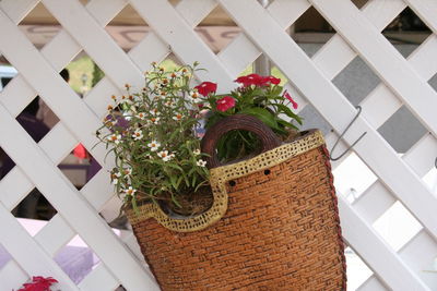 Close-up of potted plants in basket