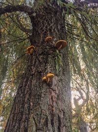 Low angle view of crab on tree in forest