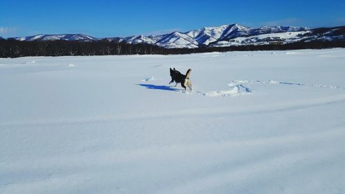 Dog running on snowcapped landscape during winter