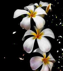 Close-up of white flower