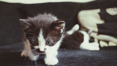 Close-up of cat relaxing outdoors