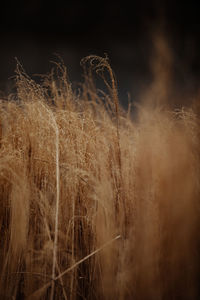 Close-up of wheat field at night