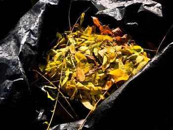 Close-up high angle view of yellow leaves