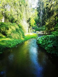 River amidst trees in forest