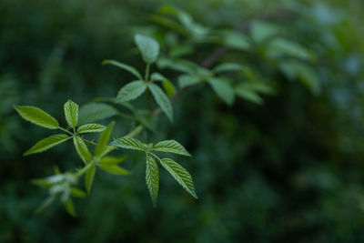 Blackberry branches