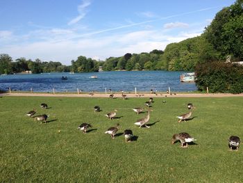 Ducks on grassy field by lake against sky