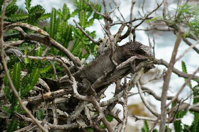 Low angle view of lizard on tree
