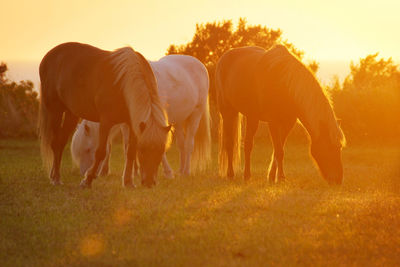 Horses grazing on grass field