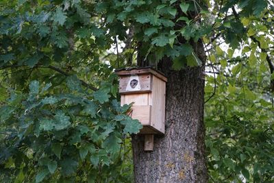 Birdhouse of tree trunk