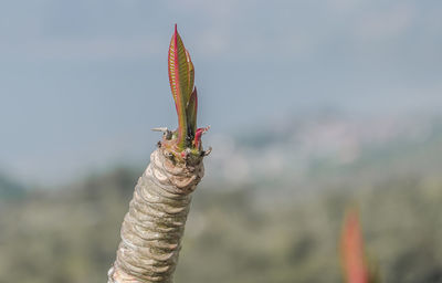 Close-up of insect on flower