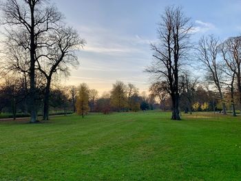 Trees on field against sky