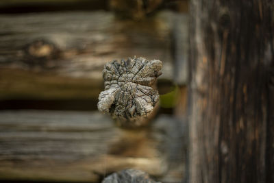 Close-up of dry leaf on wood