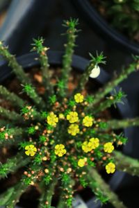 Close-up of yellow flowers growing in garden