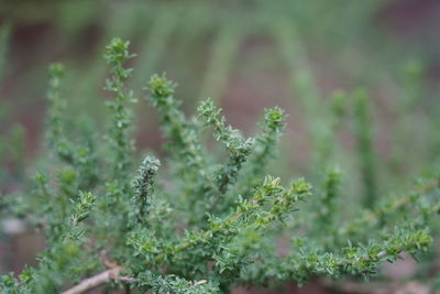 Close-up of fresh green plant