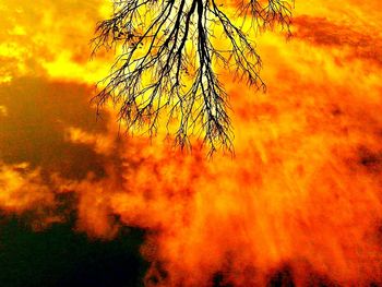 Silhouette of trees at sunset