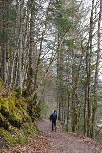 Rear view of man walking in forest