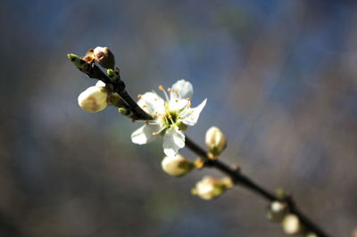 Close-up of white cherry blossom on tree