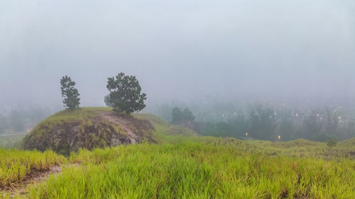 Scenic view of trees on field against sky