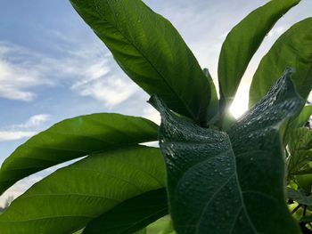 Close-up of leaves against sky