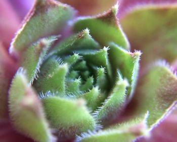 Full frame shot of cactus