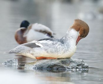 Close-up of duck swimming in lake