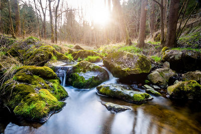 Stream flowing through rocks in forest