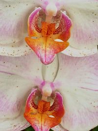 Close-up of pink flower