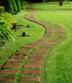 High angle view of agricultural field