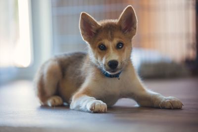 Portrait of dog sitting on floor at home